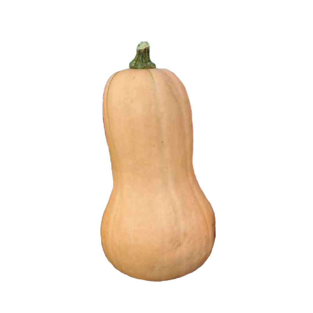 TIKWA1_