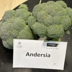 Brocolli Andersia