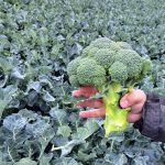 Brocolli Andersia