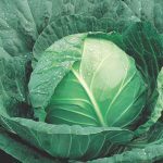 Cabbage_Green Flash