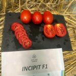 domatIncipit_1