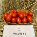 domatIncipit_2