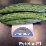 ESTELAR F1_2