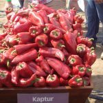 KAPTUR_5