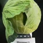 Menzania_1