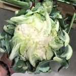 Карфиол Предаццо