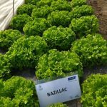 salata bazillac 1