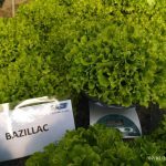 salata bazillac 2