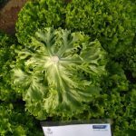 salata bazillac 3