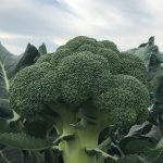 Seminis_Broccoli_Andersia