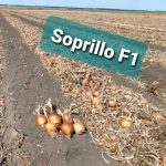 Soprillo1