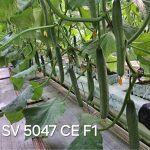 SV5047CE - 1