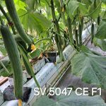 SV5047CE - 2
