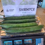 SV5047CE - 4