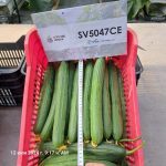 SV5047CE - 5