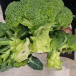 Broccoli Tirreno MS