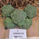 Broccoli Tirreno MS