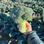 Broccoli Tirreno MS