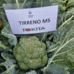 Broccoli Tirreno MS