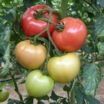 Tomato_PinkID_PL_01