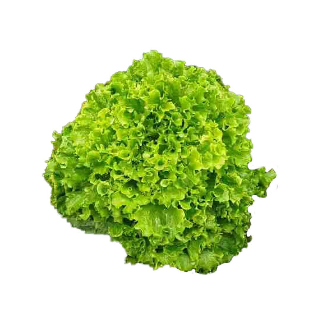 LETUCE1_